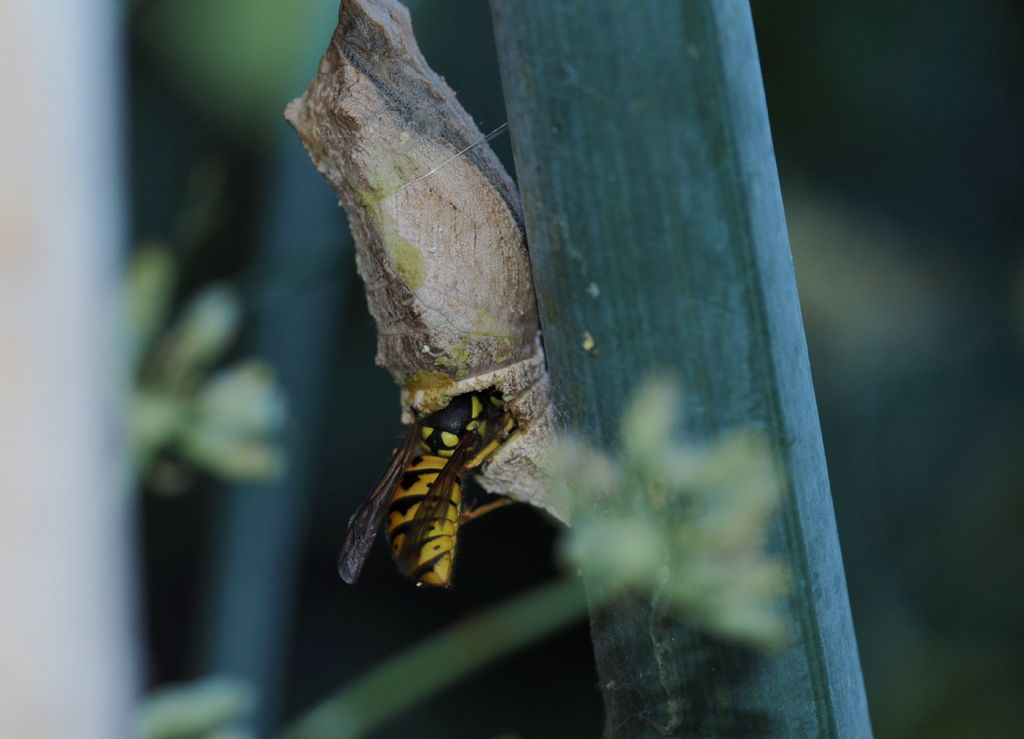 Vespa parassita da ID. No, Crisalide di macaone predata da Vespula germanica